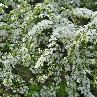 Uklippet hæk - den lette (og naturlige) løsning